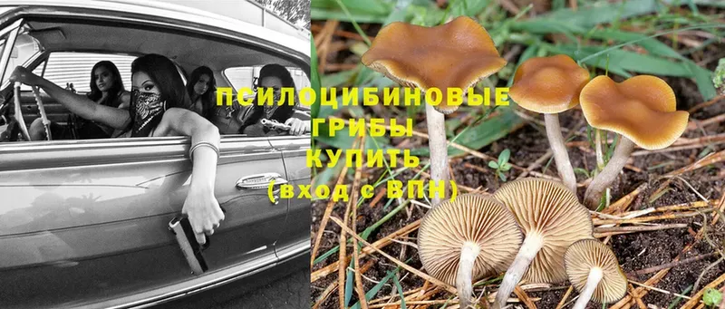 Псилоцибиновые грибы Cubensis  купить наркоту  Жуковка 